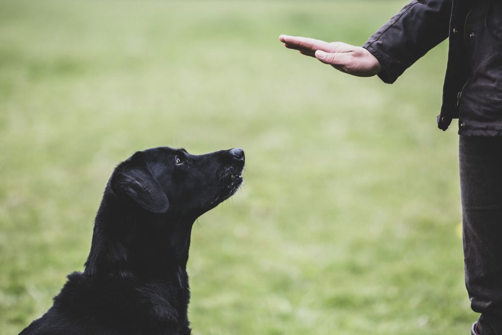 training center for dogs in Syracuse
