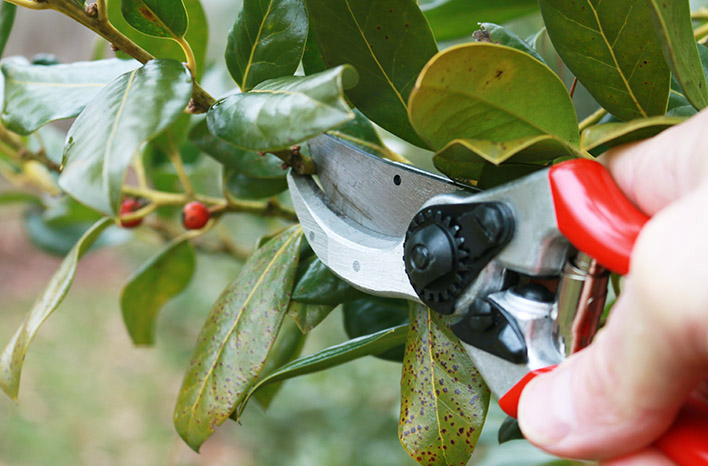 tree service company st petersburg fl
