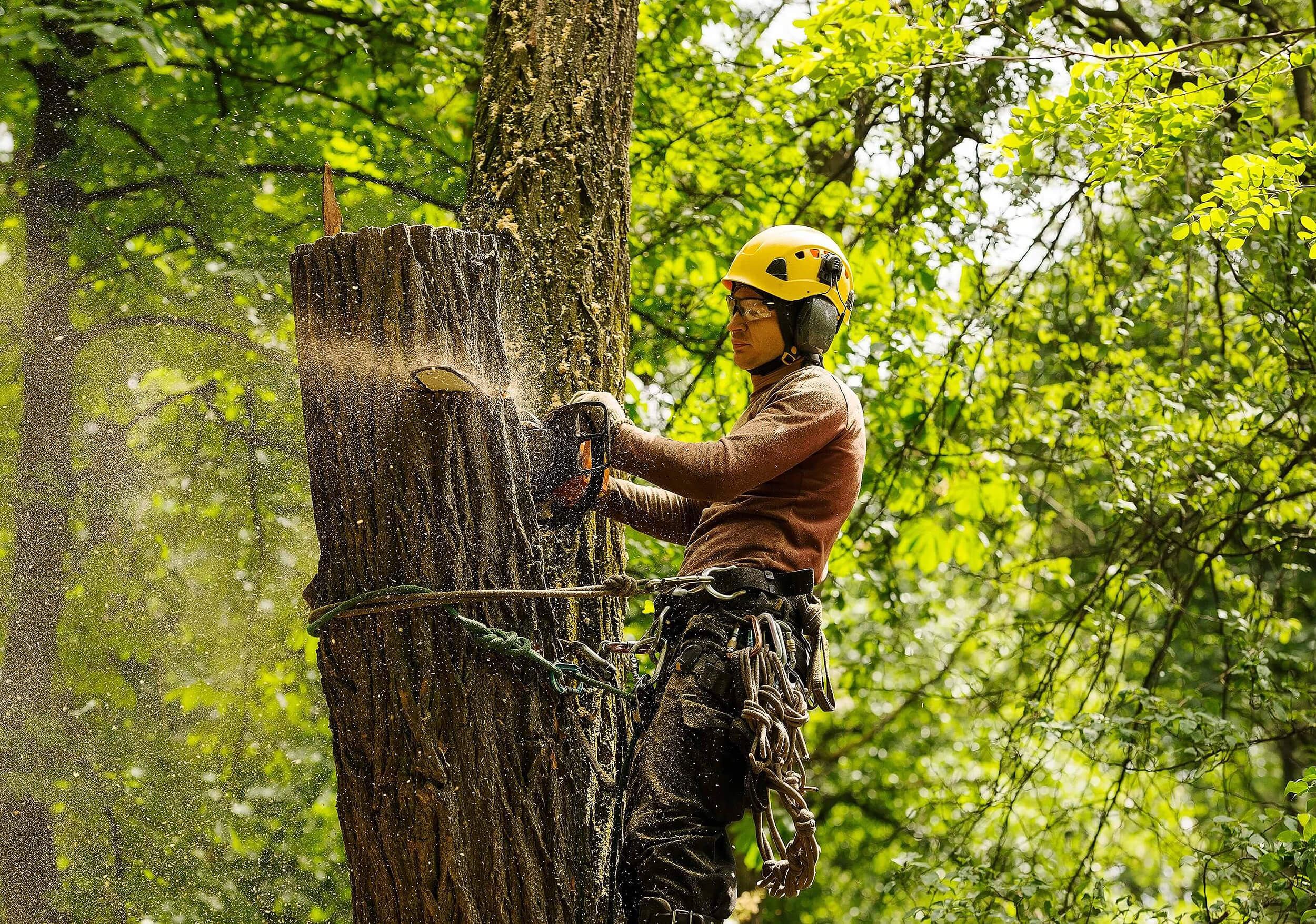 Tree Surgery Services